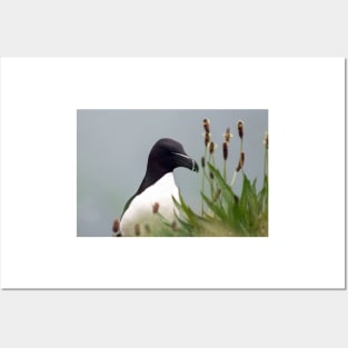 Razorbill on cliff top Posters and Art